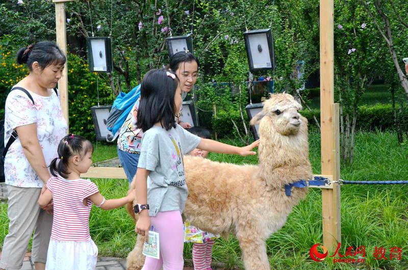 圖為孩子近距離接觸羊駝 王子文/攝