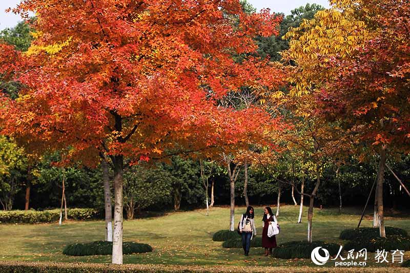 浙江大學 層林盡染，學生在秋林中漫步 （盧紹慶/ 攝）