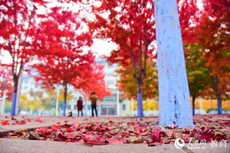 哈爾濱工程大學 秋日紅葉 （孟思源/攝）