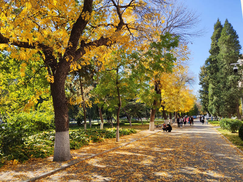 北京郵電大學 校園秋色（王銜飛/攝）