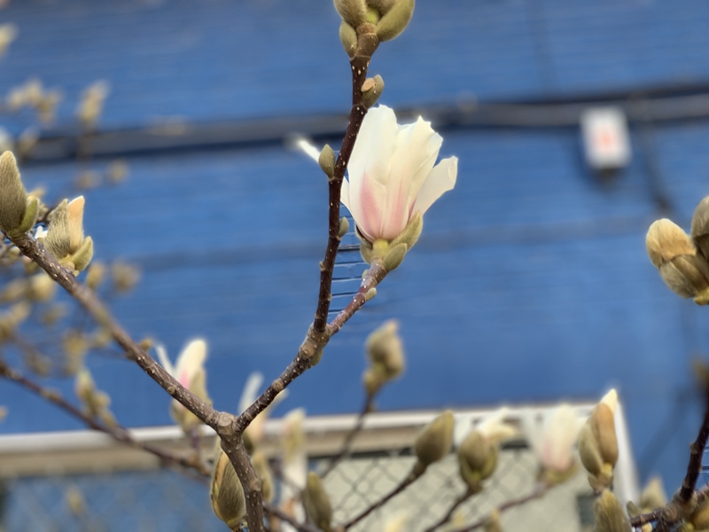 北京中醫藥大學 和平街校區的玉蘭花（學校黨委宣傳部供圖）