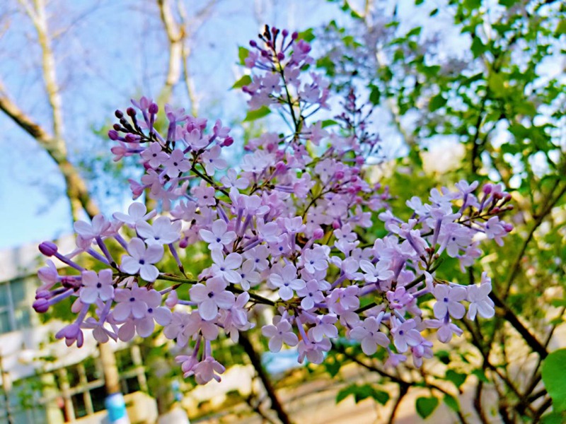 山東大學 中心校區丁香花盛開（范文博/攝）