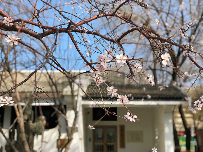 天津大學 衛津路校區鮮花盛開（學校黨委宣傳部供圖）