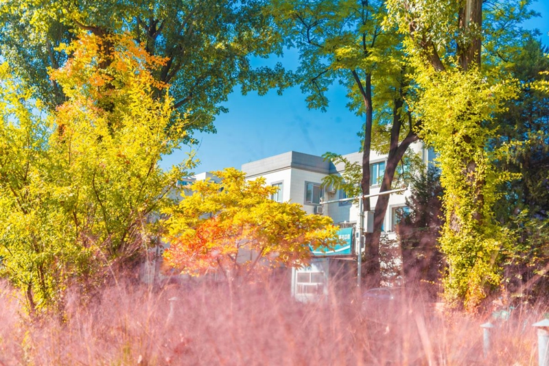 中國農業大學校園裡，秋色浪漫。朱哲瀟攝