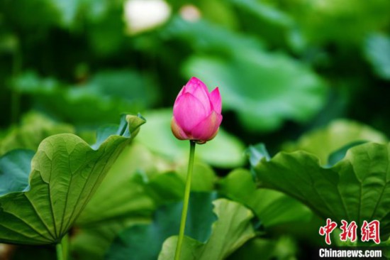 6月19日，時值一年畢業季，四川大學望江校區荷花池裡的荷花盛開，成為了畢業生們的打卡聖地，吸引了眾多畢業生拍照留念。圖為含苞待放的荷花。中新社記者 安源 攝