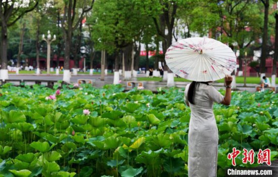 6月19日，時值一年畢業季，四川大學望江校區荷花池裡的荷花盛開，成為了畢業生們的打卡聖地，吸引了眾多畢業生拍照留念。圖為畢業生在荷花池邊拍照留念。中新社記者 安源 攝