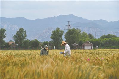 图为中国农业大学师生在该校上庄实验站开展小麦育种工作。马文哲摄